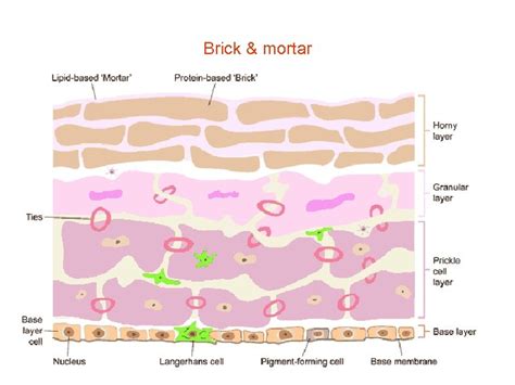 Stratum Corneum How Does Your Body Keep