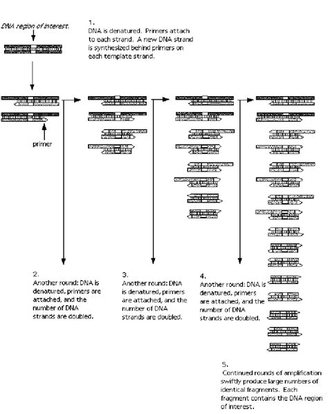 Schematic Presentation Of The Principle Of The Polymerase Chain Reaction Download Scientific