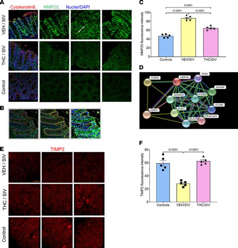 THC Decreases MMP25 While Elevating TIMP2 Protein Expression In CE Of