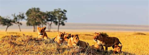 Lake Nakuru And Masai Mara Safari | Kenya safari