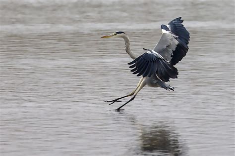 Grey Heron Bird Flying Free Photo On Pixabay Pixabay