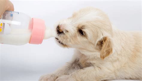Leite Filhote De Cachorro - Filhote de Cachorro Pode Beber Leite – Meu Miauau