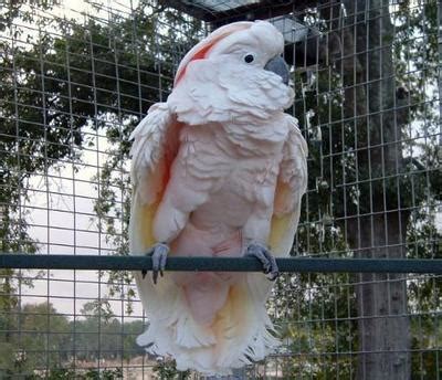 Moluccan cockatoo Facts, Pet Care, Behavior, Price, Pictures | Singing ...