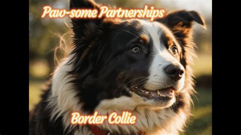 8k Border Collie Owner Traits Youtube