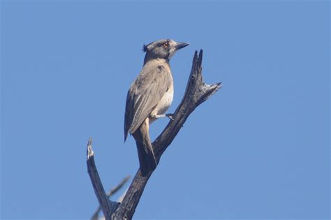 Crested Bellbird (7) – Birdshot Photography