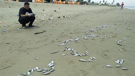 Ini Hasil Uji Lab Yang Menyebabkan Ribuan Ikan Mati Di Bibir Pantai