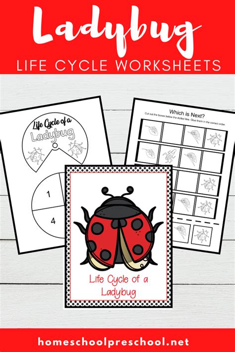 Printable Ladybug Life Cycle Worksheet - Printable Calendars AT A GLANCE