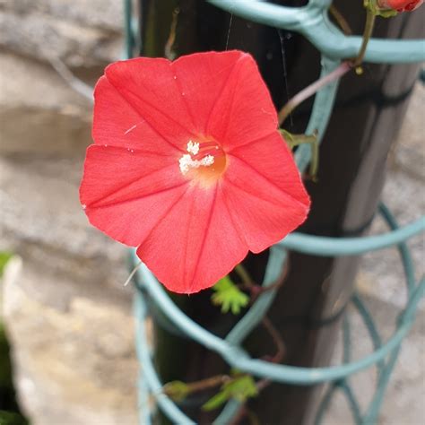 Ipomoea Coccinea Red Morning Glory In Gardentags Plant Encyclopedia