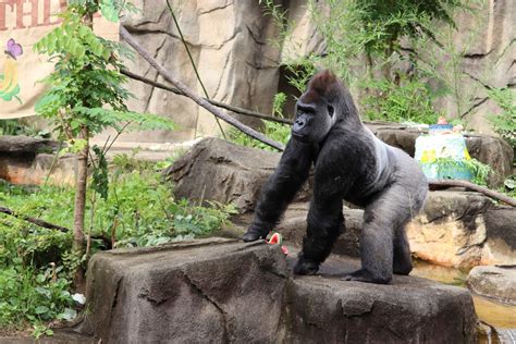 Jomo The Gorilla Celebrates The Big 3 0 Wvxu