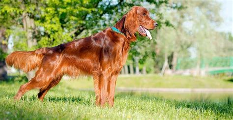 Irish Setter Breed Guide Lifespan Size And Characteristics