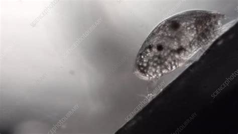 Barnacle Cyprid Larvae Stock Video Clip K003 8709 Science Photo