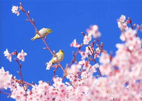 春日“头牌”争奇斗艳！盘点“浙”里赏花好去处樱花郁金香新浪新闻