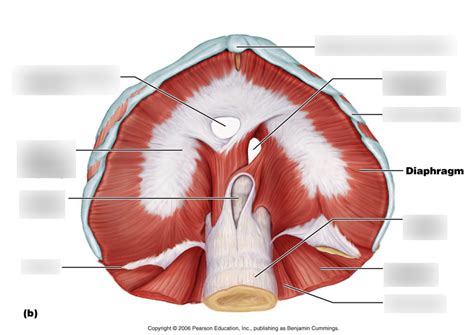 Diaphragm Diagram Diagram Quizlet