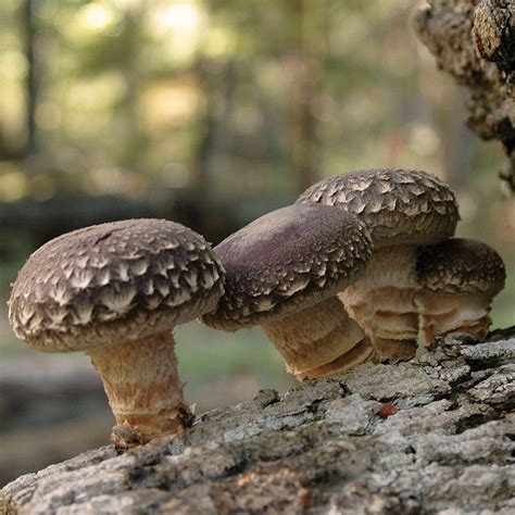 Miss Happiness Shiitake Mushroom Organic Sawdust Spawn