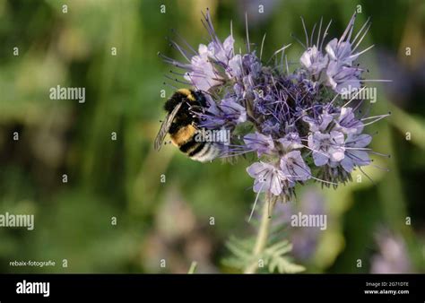 Sonne Auf Pflanze Hi Res Stock Photography And Images Alamy