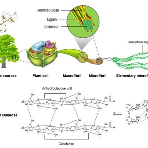 Schematic Representation Of The Hierarchical Structure Of Cellulose