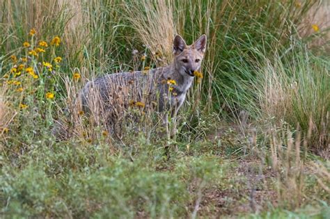 Zorro Gris Pampeano En Entorno De Hierba Pampeana Provincia De La Pampa