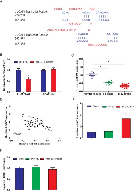 MiR 375 Expression Was Directly Regulated By LUCAT1 A The Predicted