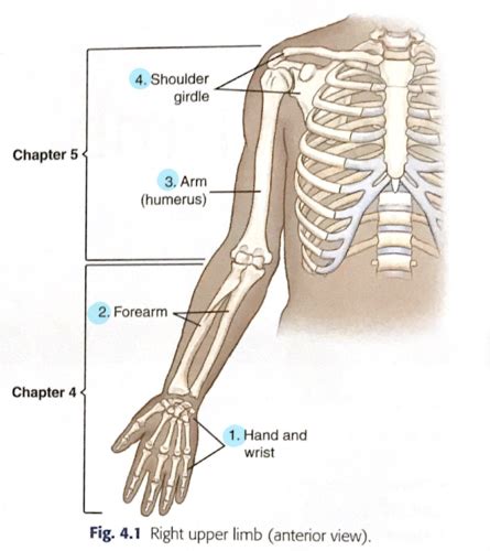 Chapter 4 Upper Limb Anatomy Flashcards Quizlet