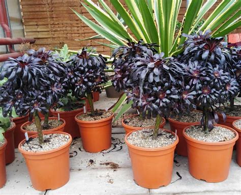 Aeonium Arboreum V Atropurpureum Cv Schwarzkopf Xl Uhlig Kakteen