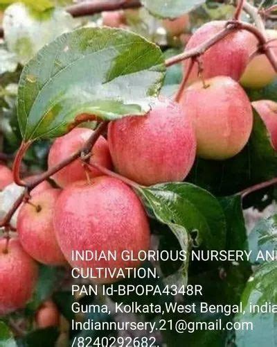 Full Sun Exposure Red Kashmiri Apple Ber Plant For Fruits At Rs