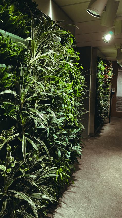 Living Wall Installation Plant Gather