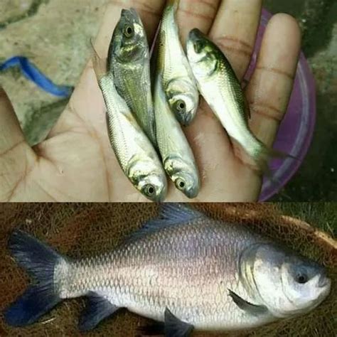 Katla Fish Seed, for Fish Farming at Rs 1/piece in Naihati | ID: 21153574655