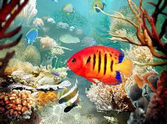 Tropical Fish 3D Screensaver - Download Animated 3D Screensaver