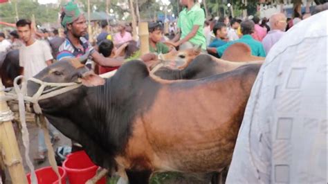 বাংলাদেশের সবচেয়ে বড় গরু ঈদ ধামাকা গরুর কালেকশন ২০২৩new Bangla