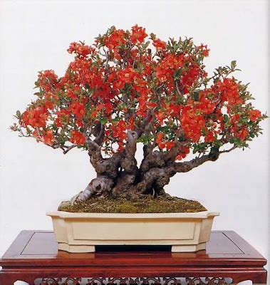 Curious, Funny Photos / Pictures: 34 Awesome bonsai tree types