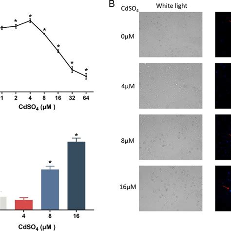 Oxidative Damage In HK 2 Cells Treated With CdSO4 A ROS Accumulation