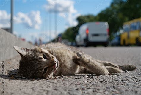 Cat ran across roadway and was hit by car. Dead cat lies on highway, cars drives Stock Photo ...