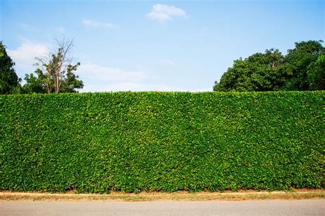 Gartengestaltung Sichtschutz Pflanzen Als Ihre Referenz