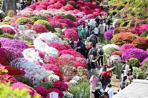 Azalea Paradise You Need To See In Tokyo Salam Groovy Japan