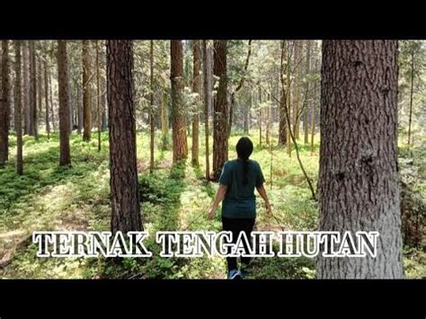 Kaget Banget Nemu Babi Di Tengah Hutan Berkunjung Ke Rumah Ipar Babi