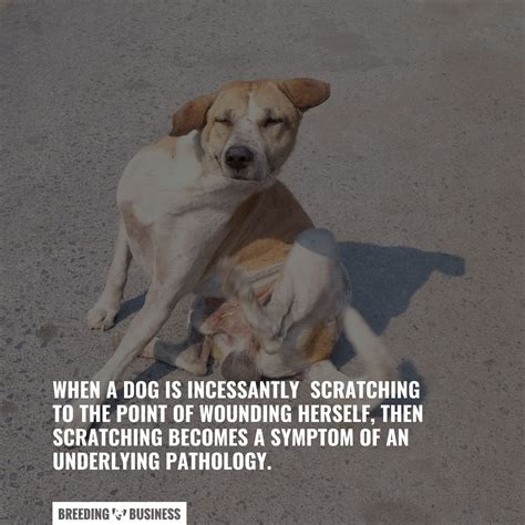 8 Best Dog Scratching Remedies – DIY, OTC, Prescription Drugs