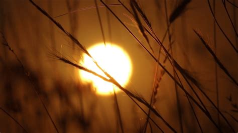 Wild Grass Sunrise Time Lapse Royalty Free Nature Hd Stock Video