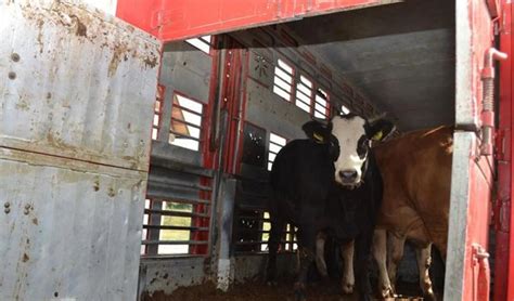 Camion Con Bestiame Si Ribalta Morta Una Mucca Primocanale It Le