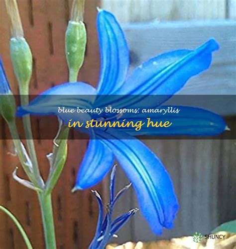 Blue Beauty Blossoms Amaryllis In Stunning Hue Shuncy