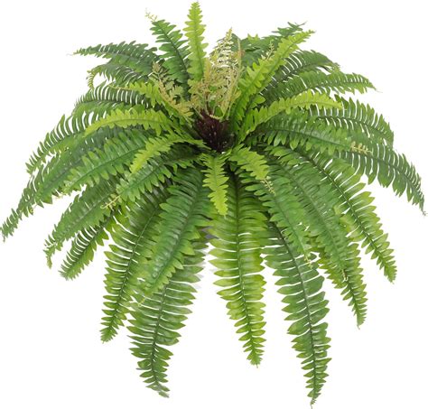 Amazon Mowaven Ferns Monnromall Ferns Growhabity Ferns Artificial