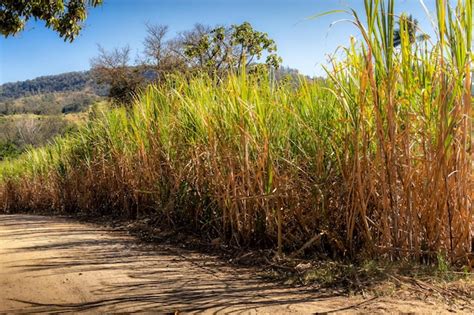 Plantação de cana de açúcar ao lado da estrada de terra montanhas e