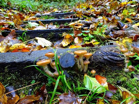 Armillaria Mellea Champignons Photo Gratuite Sur Pixabay Pixabay