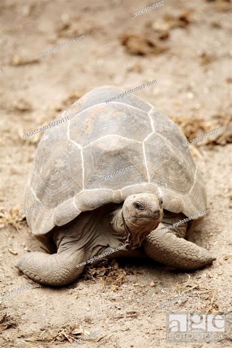 Aldabra Giant Tortoises Geochelone Gigantea La Digue Island