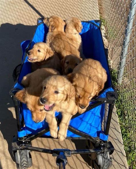 Archie Peden Golden Retriever Puppies For Sale In Anderson Sc Akc