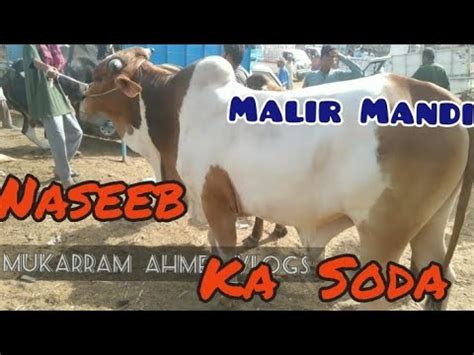 Malir Cow Mandi Rates Update Or Naseeb Ka Soda In Malir Mandi Karachi 7