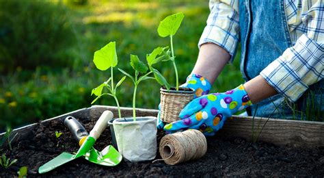 Como Come Ar A Cultivar Plantas Em Casa Todas As Dicas