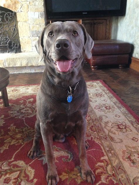 Pin by Mary Angle on Silver Labrador | Silver labrador, Labrador retriever, Labrador