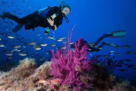 Introducir 81 Imagen Buceo En Mexico Cozumel Abzlocal Mx