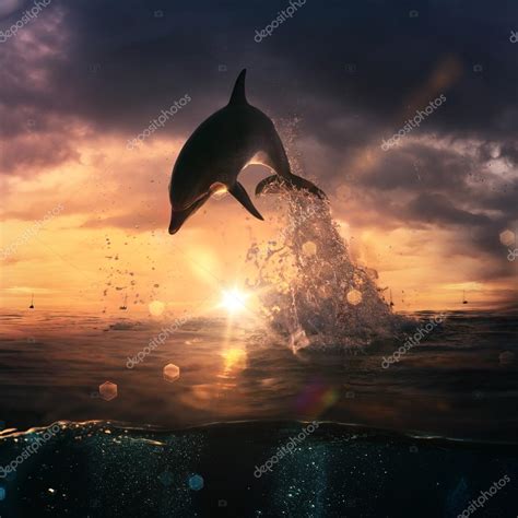 Beautiful Dolphin Jumping From Shining Water Stock Photo By ©vitaliy