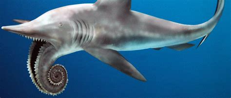 This Prehistoric Shark And Its Insane Coiled Jaw Stumped Scientists For